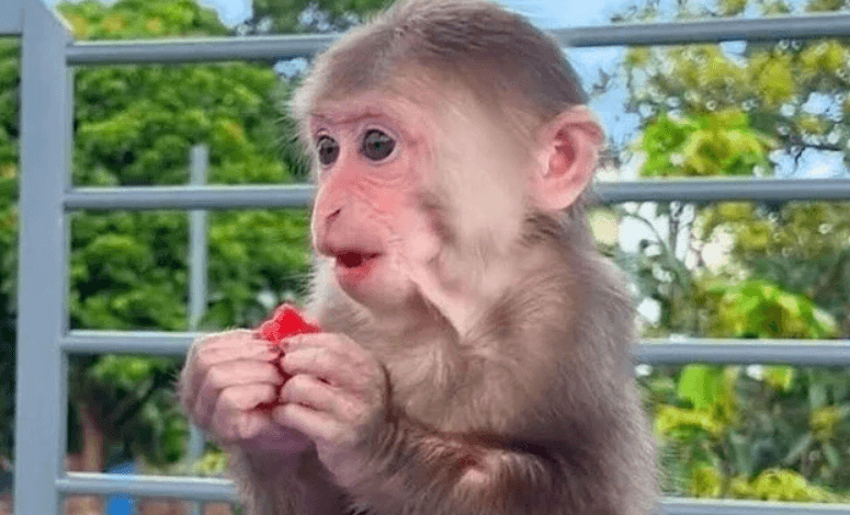 Bibi the Monkey Net Worth